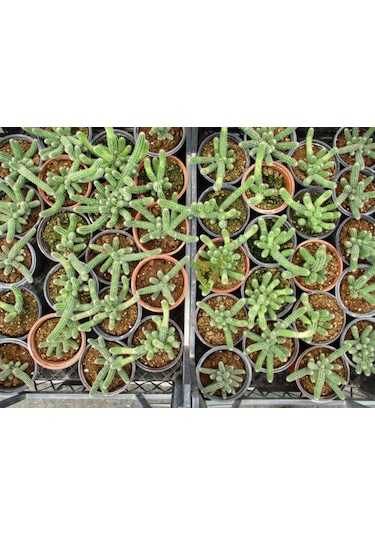 Ylan Kakts 10 Adet- Chamaecereus Silvestrii Fiyatlar ve zellikleri