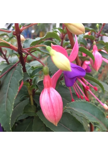 Küpeli Çiçeği Fidanı 5-15 Cm Fuchsia