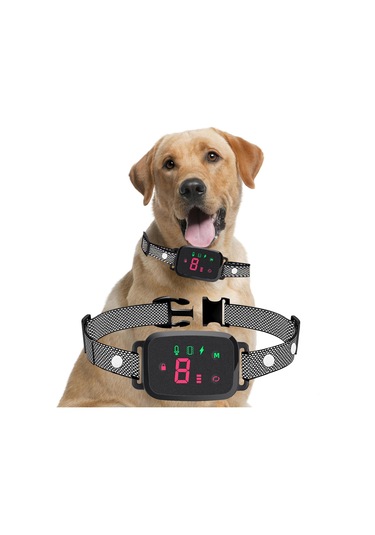 Suntek İç Mekan Oturma Odasında Çalıştırmak Için Köpek