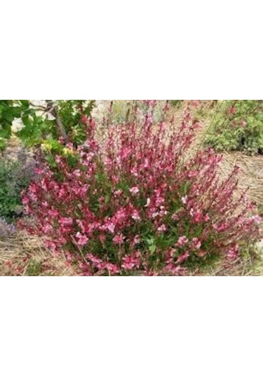 Gaura Çiçeği 30 Adet - Çok Yıllık Dış Mekan Çiçeği