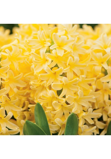 Yellowstone Hyacinthus Oriantalis Sarı Sümbül Soğanı 3 Adet