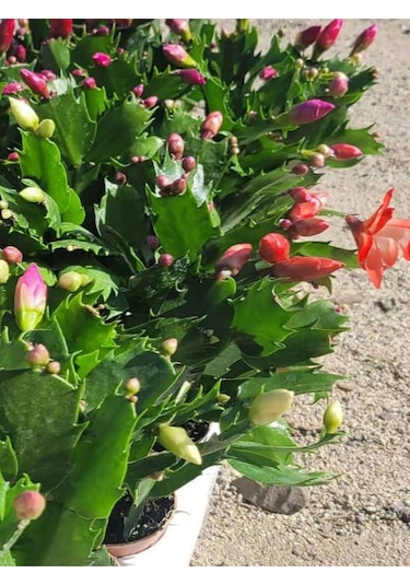 Yılbaşı Kaktüsü Somon Rengi Yılbaşı Çiçeği 10-15cm Schlumbergera Truncata