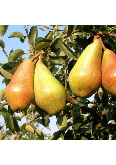 Tüplü Aşılı Orta Erkenci Yarı Bodur İtalyan Carmen Armut Fidanı