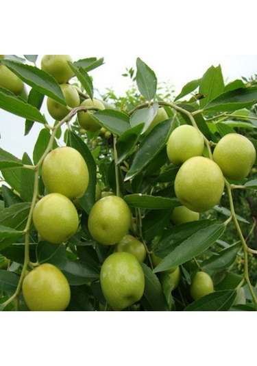 Tüplü İri Meyveli Hünnap Fidanı