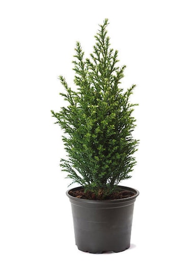 Mavi Çim 1 Adet Saksılı 10-20cm +limon Çamı 30-60cm 1adet Bahçe Seti