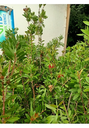 Fırça Çalısı Bitkisi 80-100 Cm