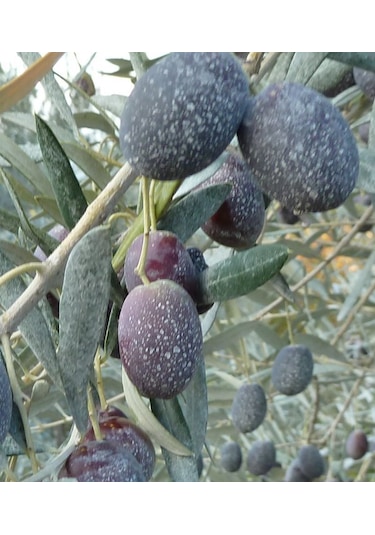 Kaokil Tarımsal Kaolin Kili 25 KG