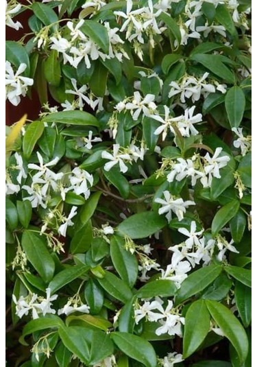 "beyaz Çiçekli Kokulu Arap Yasemini Fidanı - 1-2 Yaş Tüplü