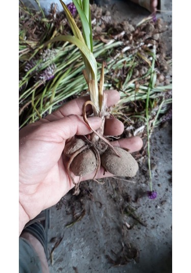 Dogal Salep Fidanı 5 Kg Serapies