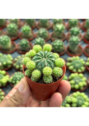 Çiçek Açan Tür, Bol Yavrulu Matucana Polzii Kaktüsü 5.5cm Saksıda Gönderilir