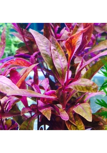 Alternanthera Sessilis Akvaryum Bitkisi Canlı Bitki 5 Dal