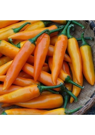 Doğal Bulgarian Carrot Hot Chili Biber Tohumu 10 Tohum