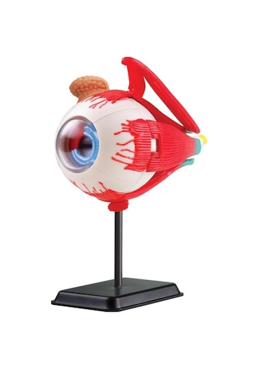 Göz Modeli 35 Parça 14 Cm