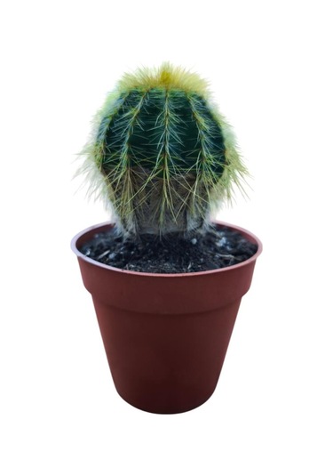 Natocactus Magnificus 8,5 Cm Lik Saksıda 17 Cm Uzunlukta