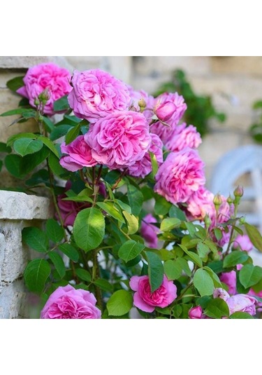 Tüplü Kokulu Pink Quen Pembe Renk Sarmaşık Gül Fidanı