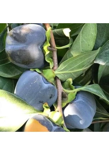 Özel Tür Tüplü Ve Aşılı Black Siyah Trabzon Hurma Fidanı