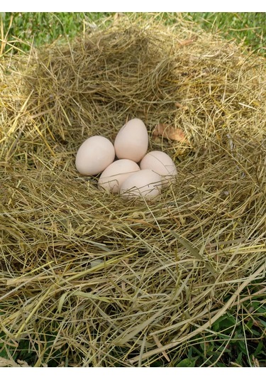 Alex Gips Yolunceği Temizlik Ürünleri 240119249