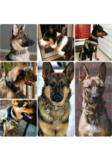 Geeroyoo Dayanıklı Nylon Askeri Köpek Tasması, Hızlı Açma Tokalı, Yeşil L Boy Yeşil