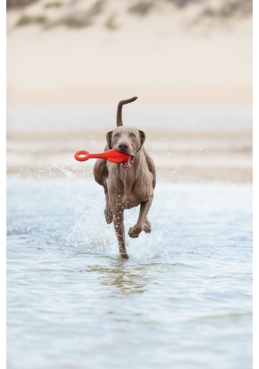 Beeztees Köpek Oyuncağı, Yüzen, Şamandıra, Tpr, Kırmızı, 28x13x8cm