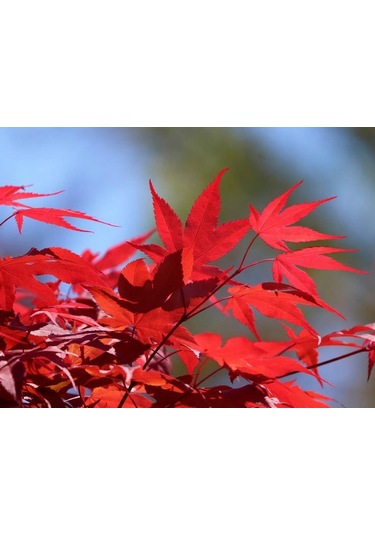 1 Adet 15-25 Cm Boylarında Japon Akçaağaç Fidanı