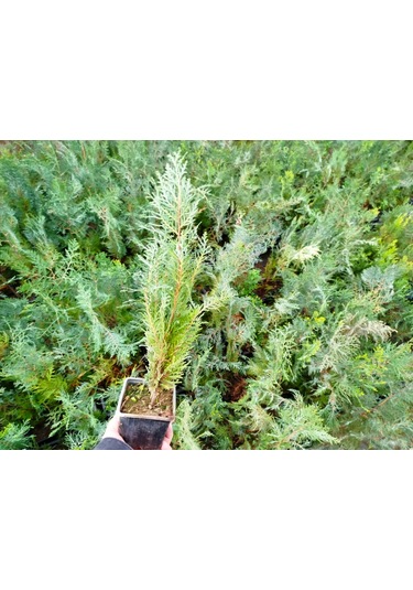 Yeşil Mazı 5 Adet / 30-50 Cm Çit Bitkisi Thuja Orientalis