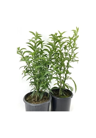 2 Adet 20-40 Cm Kolonya Limon Çiçeği Akşam Gece Sefası Melisa