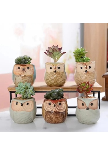 6 Adet Baykuş Etli Saksı Karikatür Başparmak Pot Taş Nefes