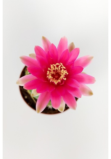 Gymnocalycium Baldianum Göz Alıcı Pembe Çiçekli  Özel Tür Kaktüs