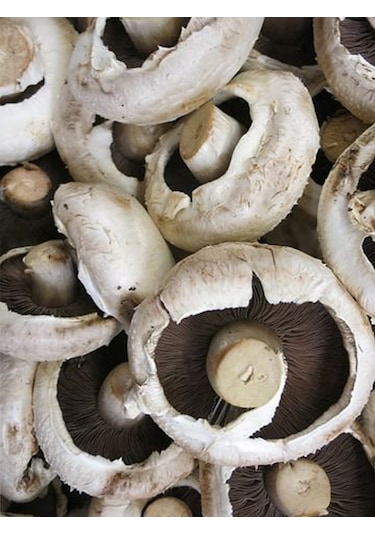 Kültür Mantarı Deneme Kiti Deneme Kompostu 2 Adet