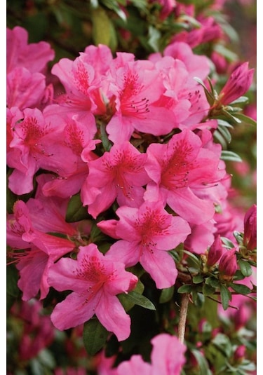 Açelya Fidanı Baharın En Güzel Habercisi: Açelya 2 Yaşında Tüp...