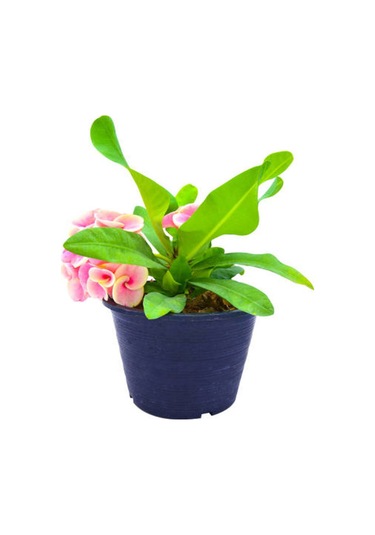 İthal Dikenler Tacı Çiçeği 1 Adet Saksılı 20-40 Cm Euphorbia Milii