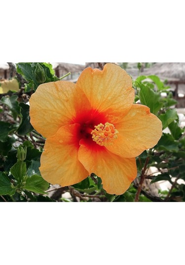 20 Adet Orange Hibiscus Mutabilis Tohumu