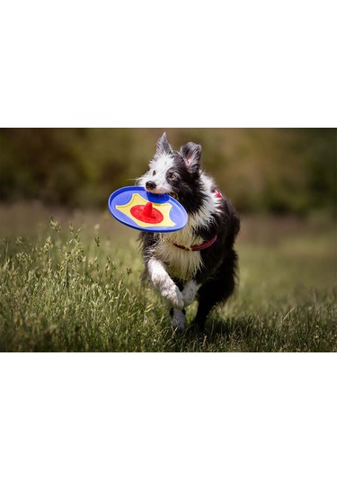 Trotto Disk Köpek Oyuncağı Renkli