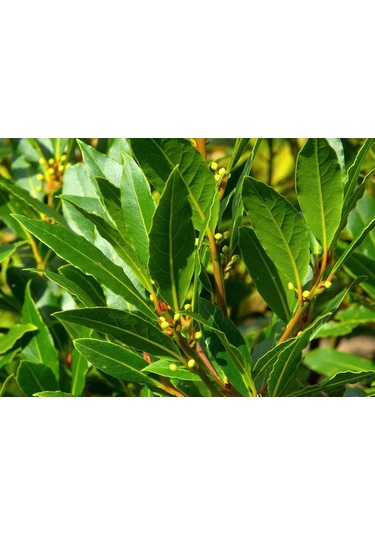 Defne Fidanı - Herdem Yeşil, Güzel Kokulu Ve Faydalı