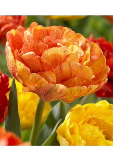 10 Adet Sunlover Turuncu Sarı Lale Soğanı