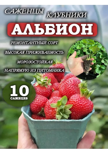 Albion Çilek Fidanı Ve Fide Seti 10 Ad