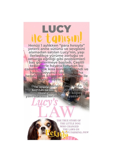 Petjoo 11.Lucy Sarı-Gri Qr'lı Köpek Künyesi
