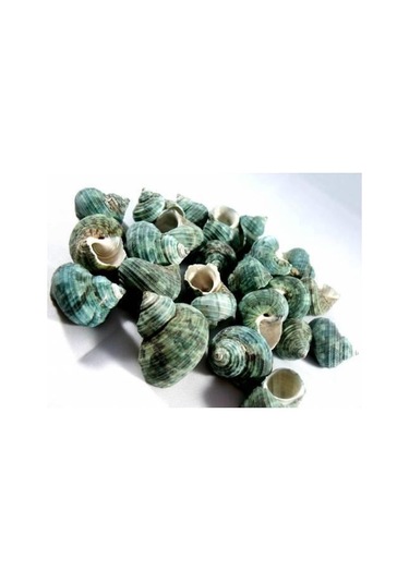 %100 NATUREL DOĞAL GERÇEK DENİZ KABUĞU 500 Gram -MMM4762