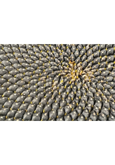 Ayçiçeği Tohumu 10 Tohum Günebakan Çiğdem + Tohum