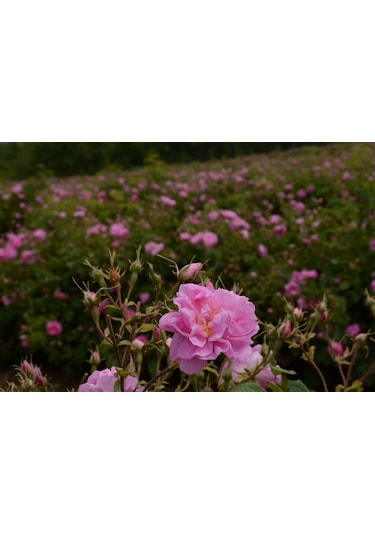 Gülköylü Yağı Alınmamış Isparta Gül Suyu 1 L