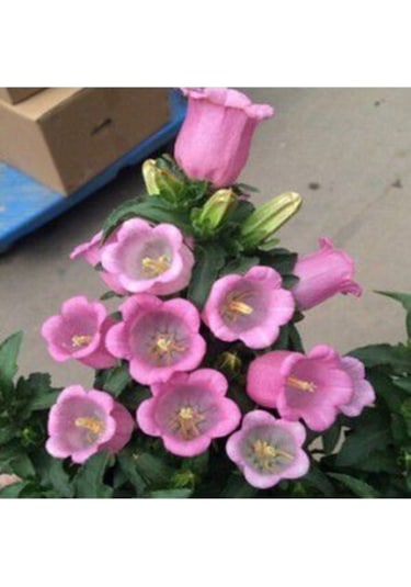 Pembe Çan Çiçeği Tohumu Ekim Seti Kadeh Çiçeği Tohumu 10 Tohum Saksı Toprak Kombin