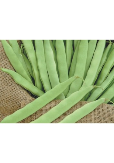 May Gina Fasulye 500 GR 2022 Üretimli