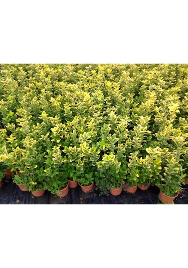 Gold Taflan 10 Adet - Sarı Çit Bitkisi