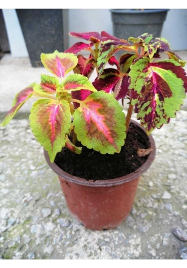 Saksılı Kolyos Çiçeği Özel Renk 10-20 Cm