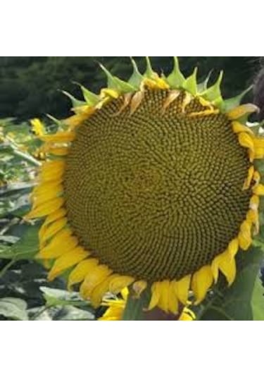 Ayçiçeği Tohumu 10 Tohum Günebakan Çiğdem + Tohum