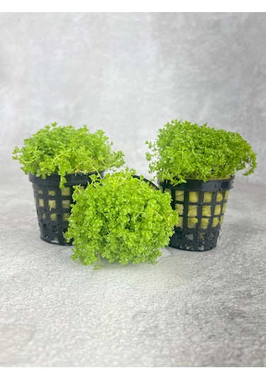 Woof Akvaryum Michrantemum Monte Carlo Akvaryum Zemin Bitkisi