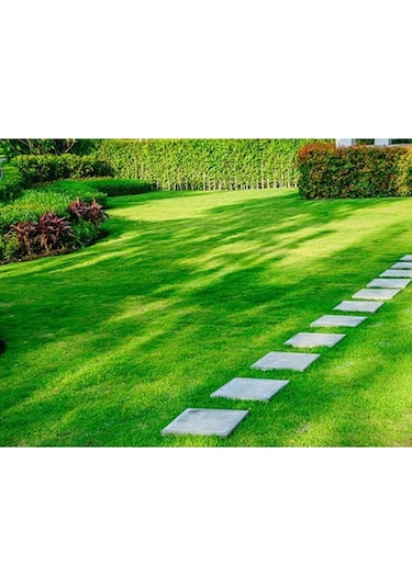 Tohumculuk Çim Tohumu 1kg Dayanıklı Yoğun Basılan Alanlar Için Ideal Çim Tohumu