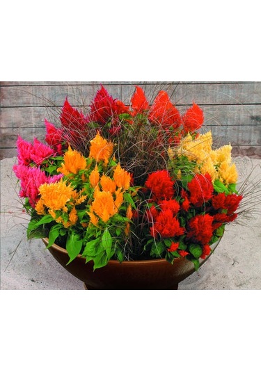 100+ Adet Celosia Bitkisi TohumuHoroz İbiği Bitkisi Rengarenk P