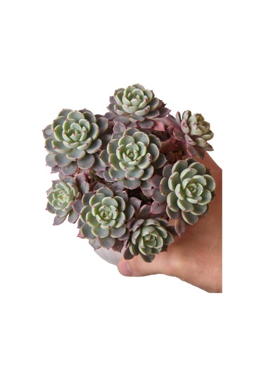 Echeveria Nana Mini Hook - Sukulent Haangarden
