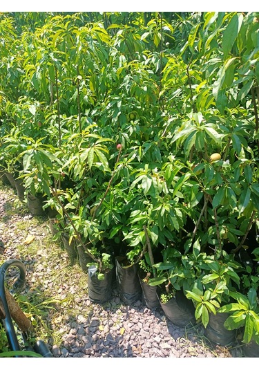 Yeşil Deniz Fidancılık Sweet Lady Nektarin Fidanı 70-120 Cm